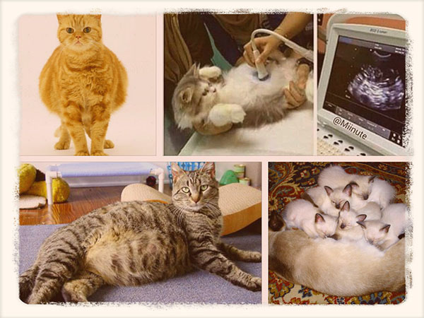 Сколько длится беременность у кошек