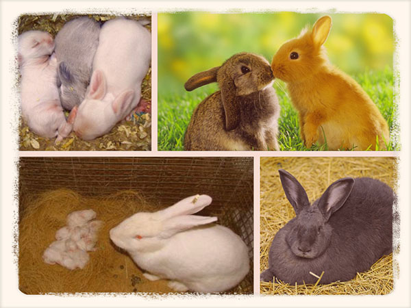 Беременность у кроликов: сколько длится и что делать