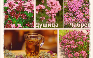 Польза и вред душицы и чабреца