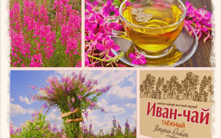 Иван-чай: полезные свойства и противопоказания для женщин