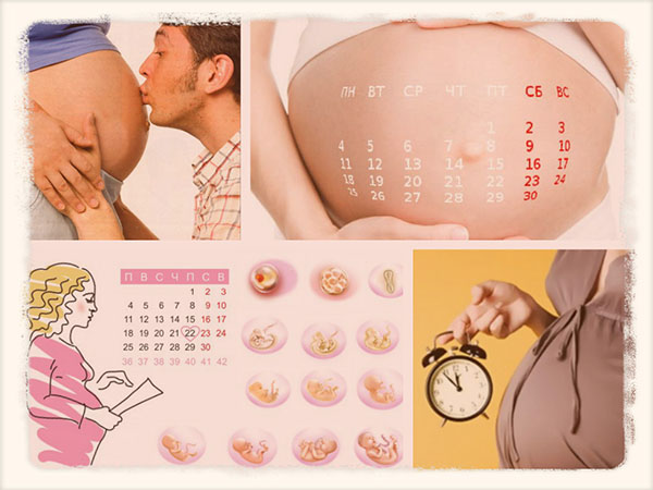 Акушерский календарь беременности по неделям 3 триместр