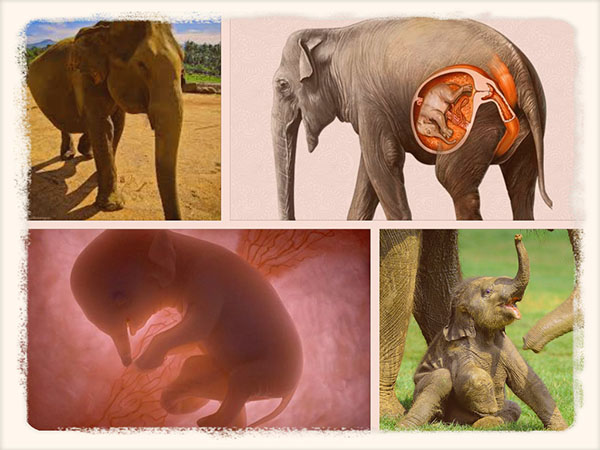 слоны во время беременности