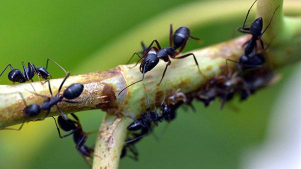 муравьи на ветке